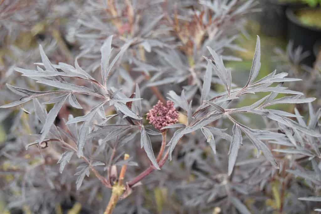 Sambucus nigra f. porphyrophylla 'Eva' ('Black Lace') 30-40 cm